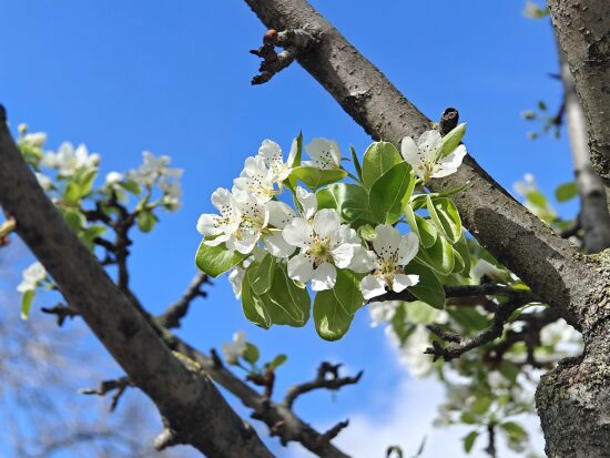 Printemps